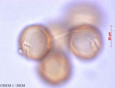 ISEM 1/Klaprothia_mentzelioides_29230/Klaprothia_mentzelioides_29230_0001(copy)_thumb.jpg